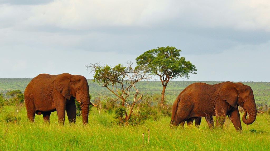 Afrique du Sud, parc Kruger