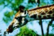 girafe