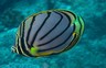 poisson mini