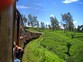 train