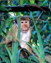 singe