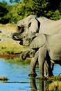 �l�phants