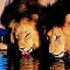 images d'Afrique du Sud