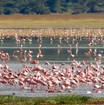 flamants