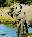 elephants