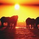 etendues sauvages du botswana