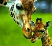 girafe
