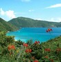 Guana island