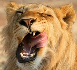 jeune lion