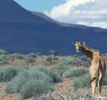 girafe