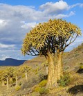 kokerboom