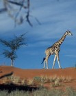 girafe