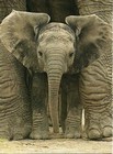 elephanteau