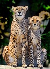 leopards