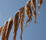 poulpes