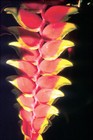 fleur