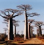 baobabs