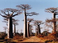 baobabs