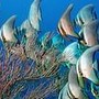 poissons