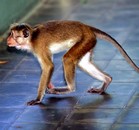 s�jour Sri Lanka
