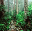 voyage Etats Unis Olympic National Park