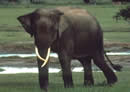 �l�phant