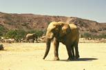 éléphant namibie