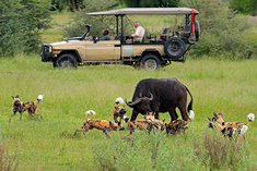 voyage botswana safari observation animaux 