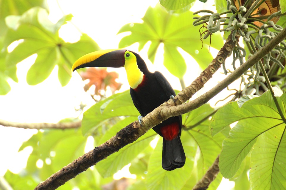 Le Costa Rica ou la destination Econature 