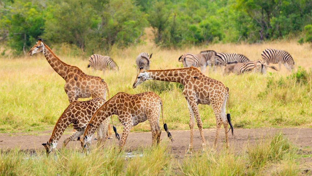 Visiter le Parc Kruger