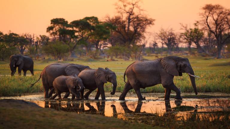 botswana safari
