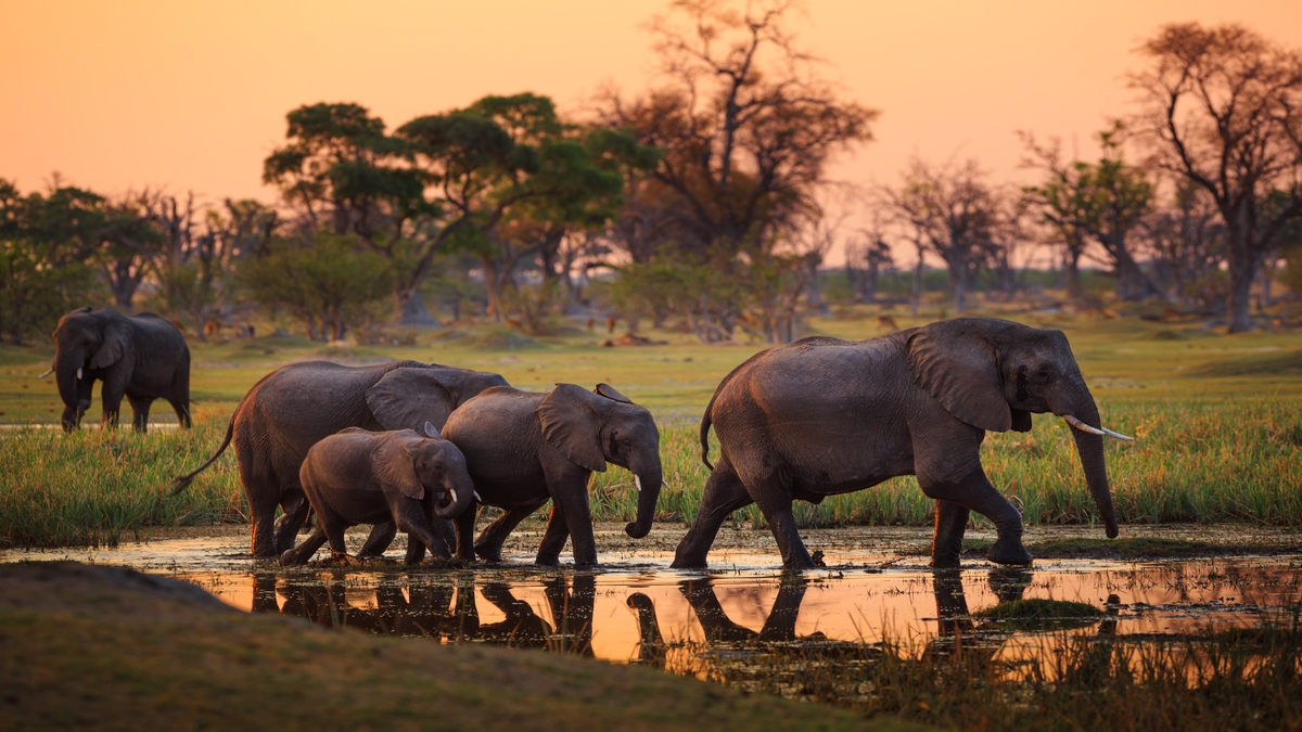 faire un safari au botswana