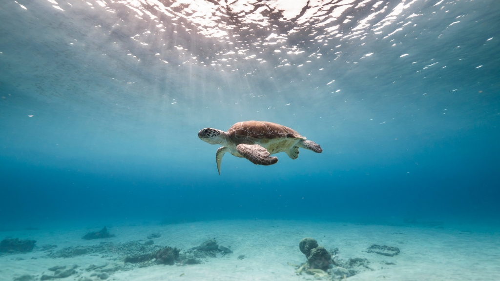 Voyage dans les Carabes