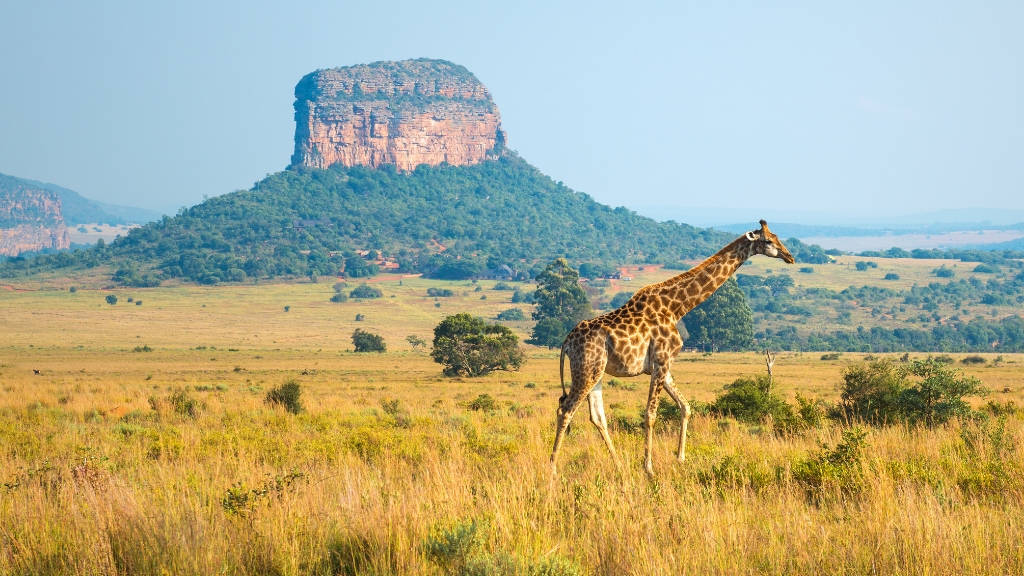 Safari : tous nos voyages safaris en Afrique