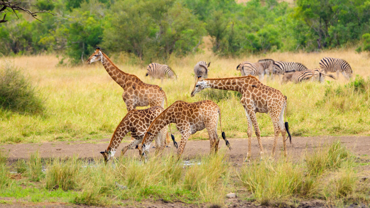 Autotour Afrique du Sud Grands espaces
