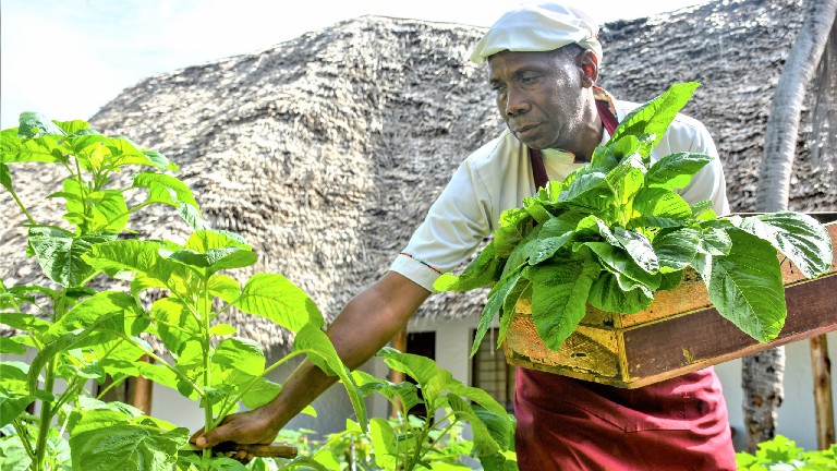 Paradise Beach Resort, Cueillette pour cuisine