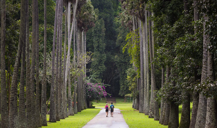 Jour 6 : Sigiriya / Matale / Kandy