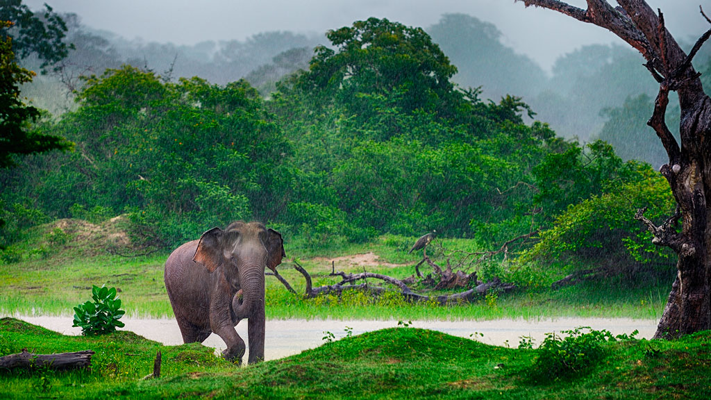 Jour 5 : Dambulla / Polonnaruwa / Minneriya / Sigiriya