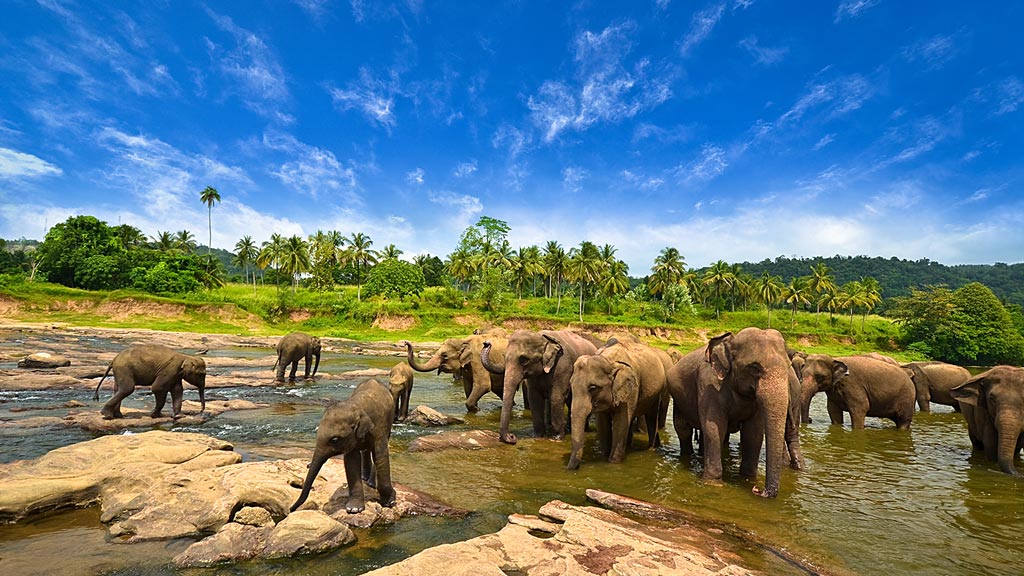 Jour 7 : Kandy / Peradeniya / Kandy