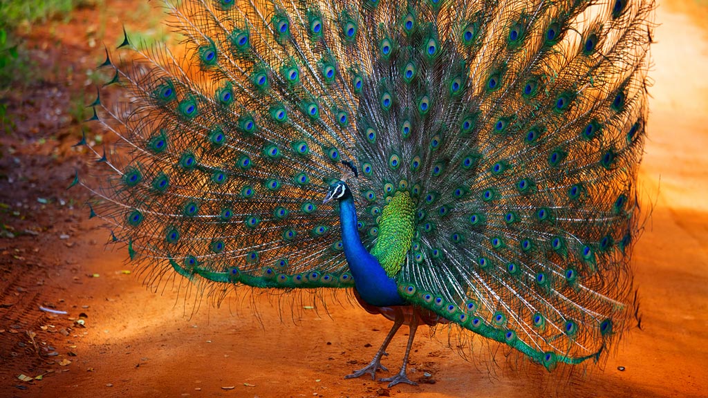 Jours 10 : Yala / Mirissa