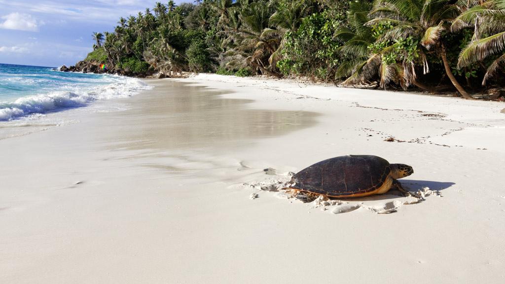 Seychelles, tortue