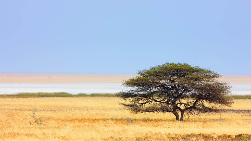 Parc d'Etosha