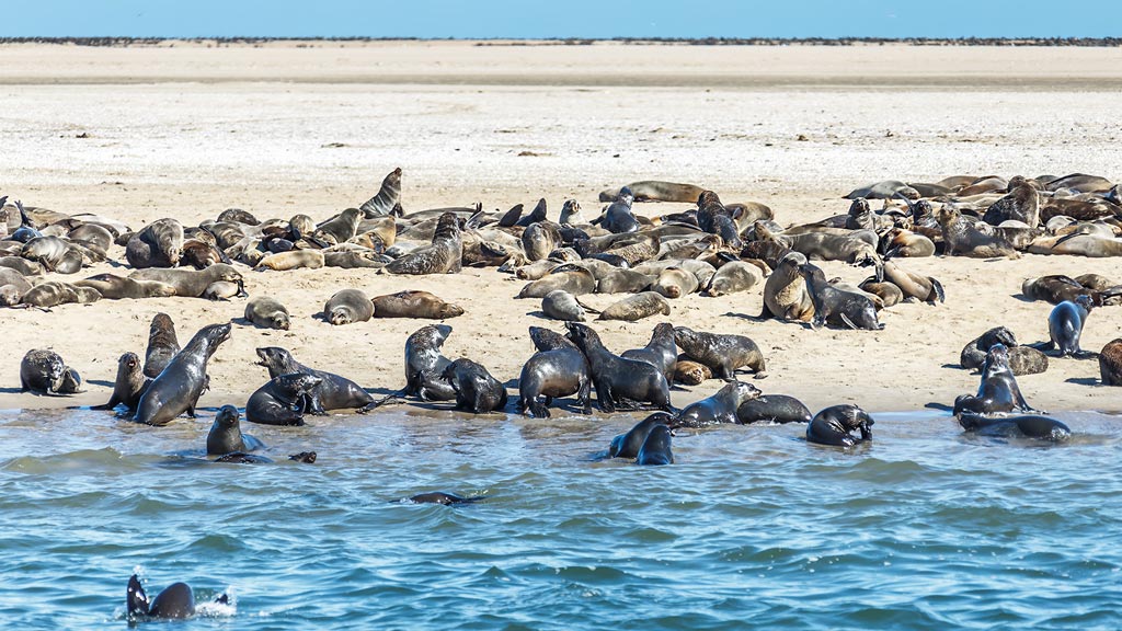 Jour 9 : Swakopmund / Walvis bay / Swakopmund