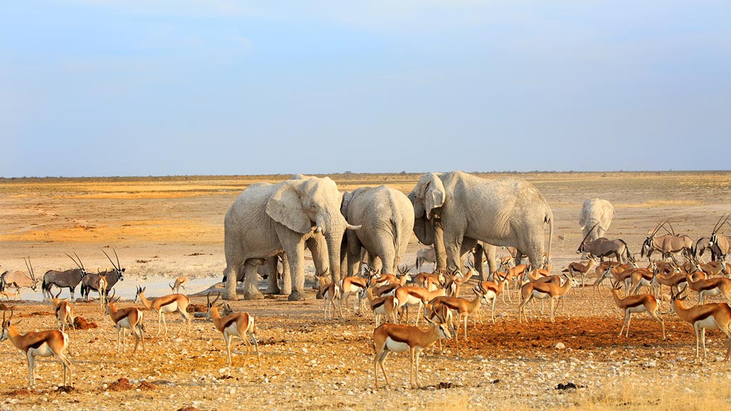 Parc d'Etosha