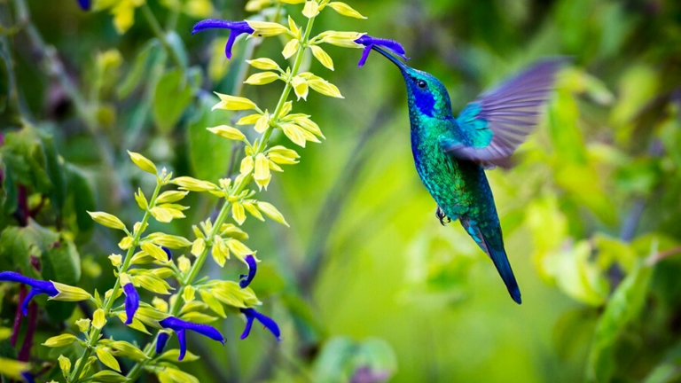 Jour 20 : Costa Ballena / Valle de Dota