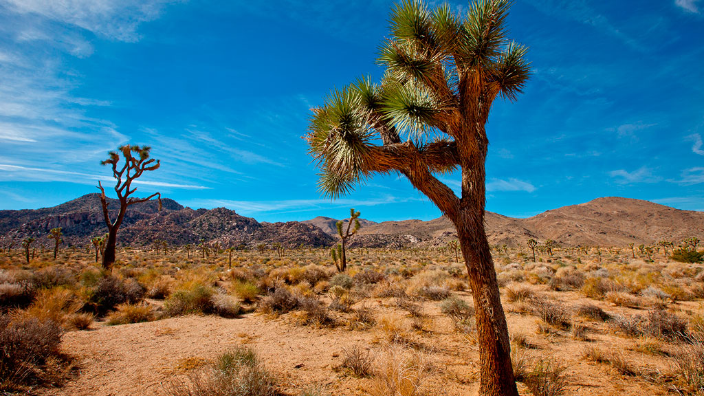 Joshua Tree National Park