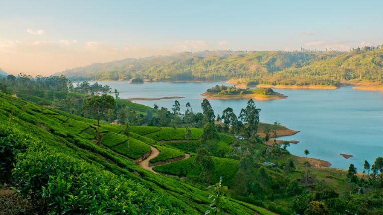 Plantation de th  Nuwara Eliya - Sri Lanka