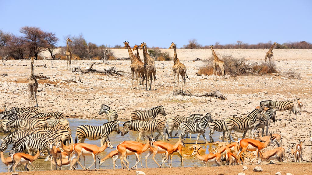 Parc d'Etosha