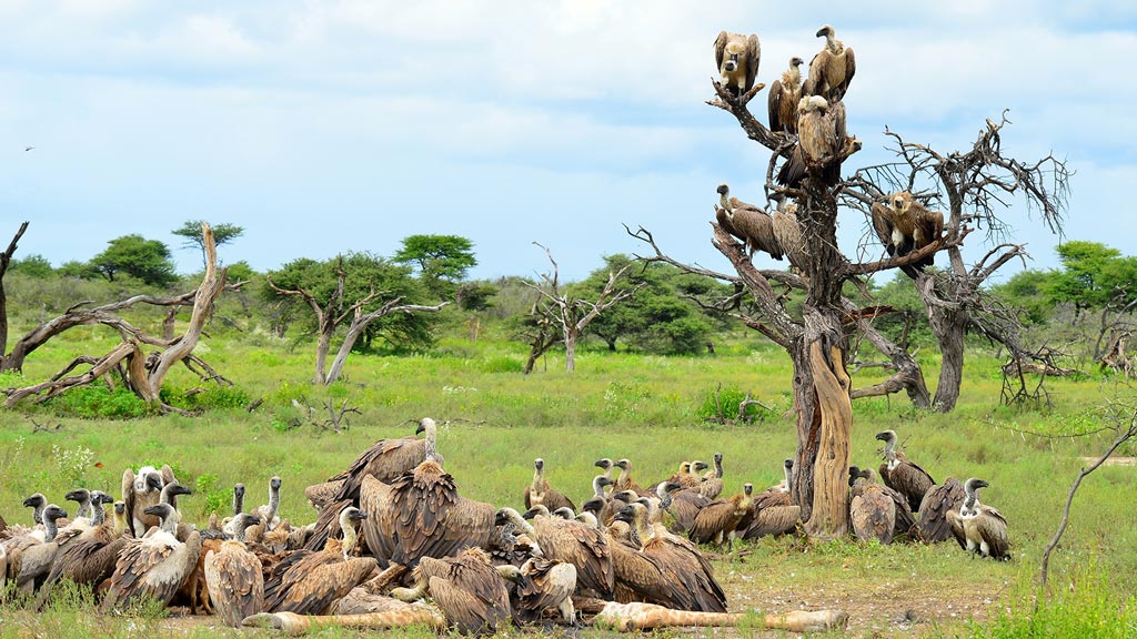 Jour 13 : Parc d'Etosha
