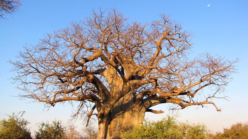 Jour 17 : Kongola / Divundu